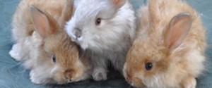 Satin Angora Rabbit Babies