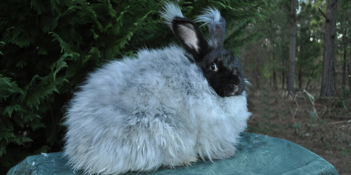 Woolie Creations Angora Rabbits